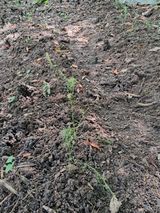 팜모닝 기타작물·영농일지 게시글 이미지