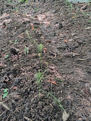 안창영님의 기타작물 · 영농일지 작성글 사진