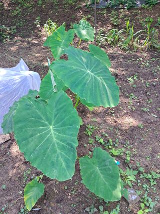 안창영님의 기타작물 · 영농일지 작성글 사진