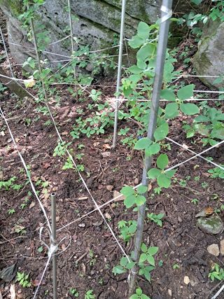 안창영님의 기타작물 · 영농일지 작성글 사진