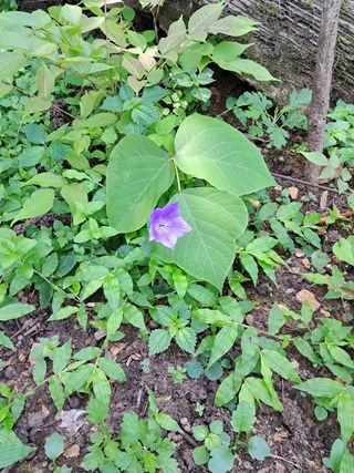 안창영님의 기타작물 · 영농일지 작성글 사진