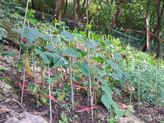 안창영님의 기타작물 · 영농일지 작성글 사진