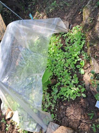 안창영님의 기타작물 · 영농일지 작성글 사진