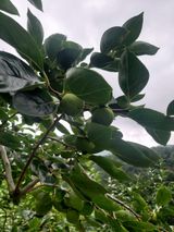 팜모닝 감·자유게시판 게시글 이미지