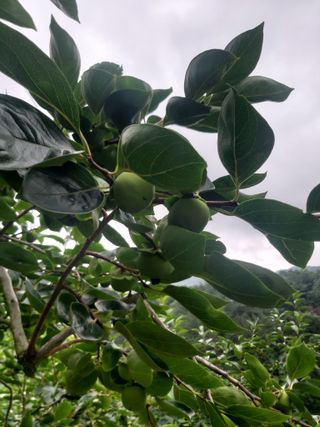 정현화 님의 감 · 자유게시판 작성글 사진