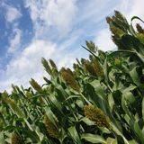 팜모닝 자유주제·자유게시판 게시글 이미지