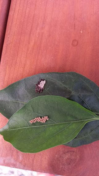 마에스타님의 병해충 박멸! 살충제 추천 · 참여글 작성글 사진