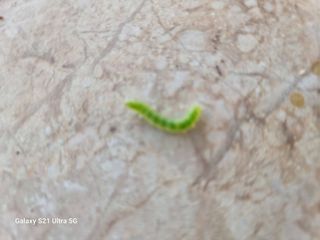 사과16415님의 들깨 · 병해충상담 작성글 사진