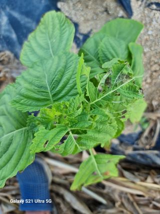 사과16415님의 들깨 · 병해충상담 작성글 사진