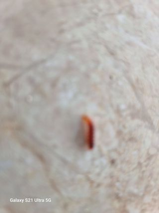 사과16415님의 들깨 · 병해충상담 작성글 사진