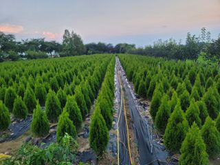 김명숙님의 기타작물 · 영농일지 작성글 사진