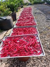 팜모닝 고추·수확 게시글 이미지