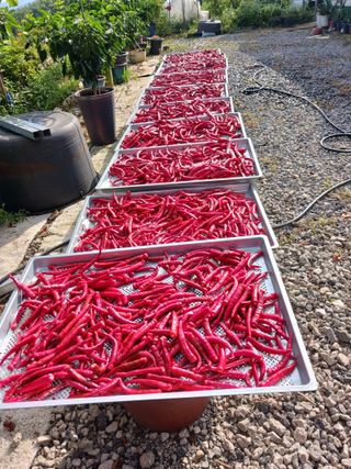 덕촌님의 고추 · 수확 작성글 사진