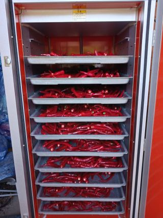 덕촌님의 고추 · 수확 작성글 사진