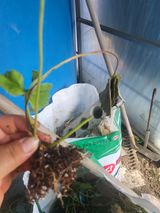 팜모닝 딸기·병해충상담 게시글 이미지