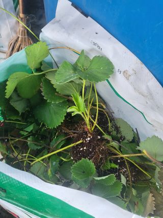 표고버섯19502님의 딸기 · 병해충상담 작성글 사진