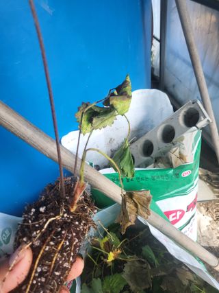 표고버섯19502님의 딸기 · 병해충상담 작성글 사진