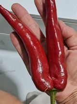 팜모닝 자유주제·자유게시판 게시글 이미지