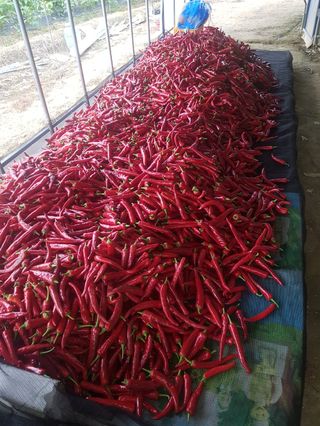 유영선님의 고추 · 영농일지 작성글 사진