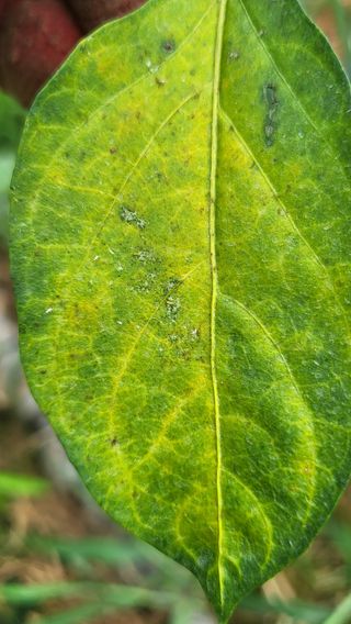 이종선님의 고추 · 비료•농약 작성글 사진