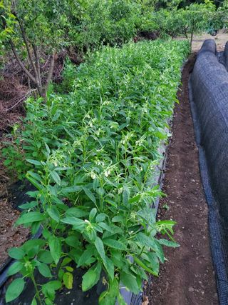 김윤철님의 참깨 · 자유게시판 작성글 사진