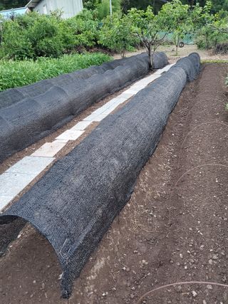 김윤철님의 참깨 · 자유게시판 작성글 사진