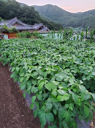 김윤철님의 참깨 · 자유게시판 작성글 사진