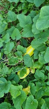 팜모닝 고추·일상 게시글 이미지