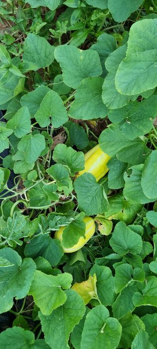 송미경님의 고추 · 일상 작성글 사진