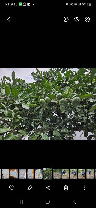 선물차롱님의 작성글 사진