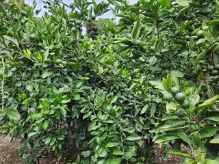 선물차롱님의 작성글 사진