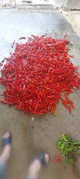 팜모닝 고추·수확 게시글 이미지