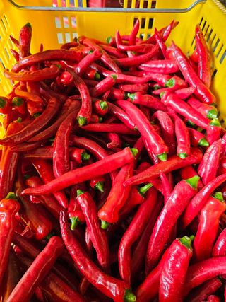 방형달님의 고추 · 수확 작성글 사진