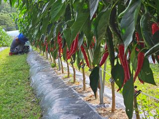 방형달님의 고추 · 수확 작성글 사진