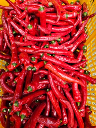 방형달님의 고추 · 수확 작성글 사진