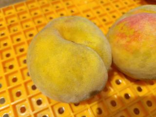 복숭아넘맛있어요님의 복숭아 · 병해충상담 작성글 사진