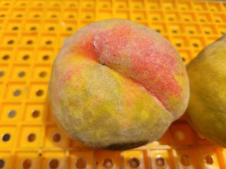 복숭아넘맛있어요님의 복숭아 · 병해충상담 작성글 사진