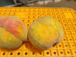 복숭아넘맛있어요님의 복숭아 · 병해충상담 작성글 사진