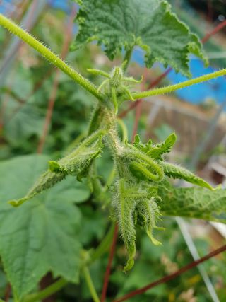 소농인님의 오이 · 병해충상담 작성글 사진