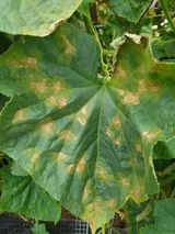 팜모닝 오이·병해충상담 게시글 이미지