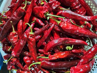 배주원님의 고추 · 수확 작성글 사진