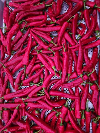 배주원님의 고추 · 수확 작성글 사진