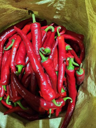 배주원님의 고추 · 수확 작성글 사진