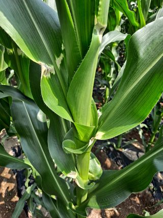 연덕님의 옥수수 · 병해충상담 작성글 사진