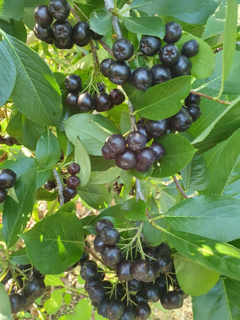 장터 상품 [아로니아반값10kg] 썸네일