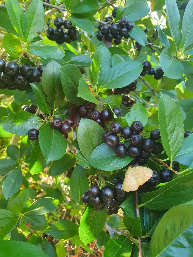 인생은 소풍처럼님의 장터 판매 상품 [아로니아반값10kg] 첨부 사진