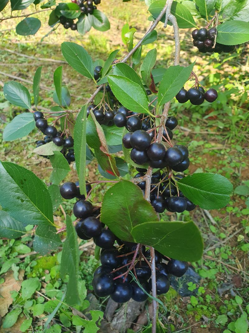 인생은 소풍처럼님의 장터 판매 상품 [아로니아반값10kg] 첨부 사진