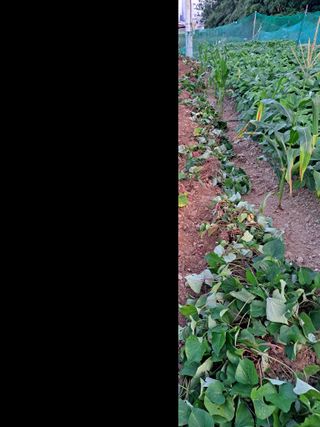 김만호님의 고구마 · 자유게시판 작성글 사진