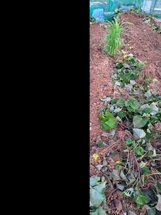 김만호님의 고구마 · 자유게시판 작성글 사진