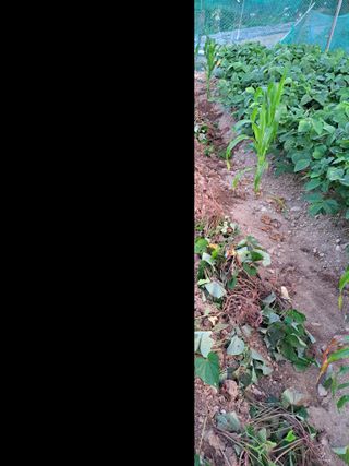 김만호님의 고구마 · 자유게시판 작성글 사진